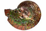 Ammonite Fossil With Mosasaur Bite Marks - Precious Ammolite! #222718-2